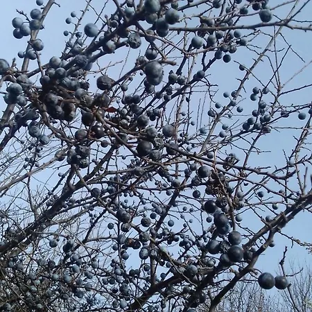 Vendégház Zakyl Banská Štiavnica